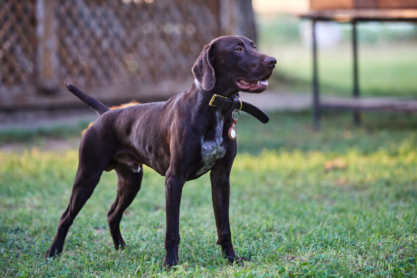 Аспер курцхаар