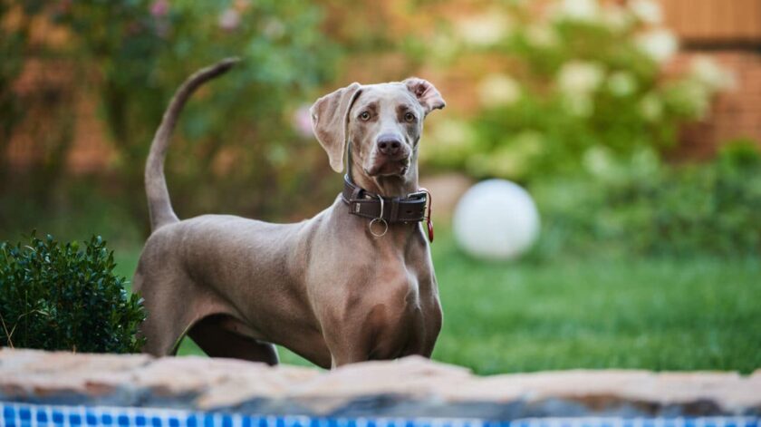 Эльза веймаранер