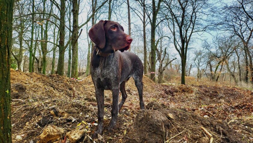 Арчи дратхаар